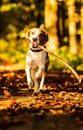 Beagle Dog portrait in forest. Dog fetching a stick Royalty Free Stock Photo