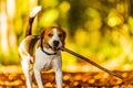 Beagle Dog portrait in forest. Dog fetching a stick Royalty Free Stock Photo