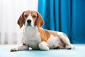 Beagle dog portrait