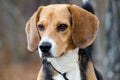 Beagle Dog Portrait