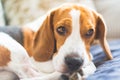 Beagle dog tired sleeps on a cozy sofa Royalty Free Stock Photo