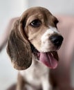 beagle dog portrait shot in closeup. Royalty Free Stock Photo