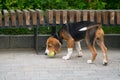 beagle dog, puppy, playing outdoors with a tennis ball near a bench Royalty Free Stock Photo