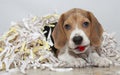 Beagle dog puppy, tangled in confetti, close-up