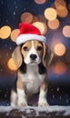 Beagle dog in red hat on festive christmas background with copy space