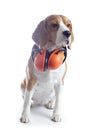 Beagle dog with red headphones isolated on white