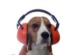 Beagle dog in red industrial headphones isolated on white Royalty Free Stock Photo