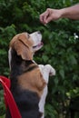 Beagle dog lift up front paws in acting thank you gesture for a dog treats stick in owner hand