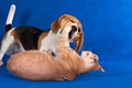 Beagle dog and red sphynx cat play and fight Royalty Free Stock Photo