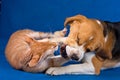 Beagle dog and red sphynx cat play and fight Royalty Free Stock Photo