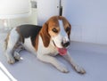 Beagle dog resting in cabin cruiser boat floor