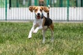 Beagle dog with rolled floppy ear running in grass with a happy smiley face