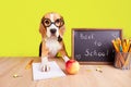 A beagle dog with round glasses is sitting at a desk.