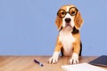 A beagle dog with round glasses is sitting at a desk.