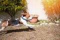 Beagle dog run on backyard Royalty Free Stock Photo