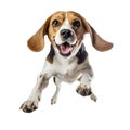 Beagle dog in runing pose