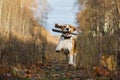 Beagle dog playing with a stick in the autumn forest
