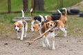 Beagle dog running with a big stick on the background of many dogs Royalty Free Stock Photo