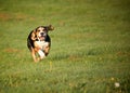Beagle dog running on field