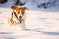 A Beagle dog running in a field covered in snow. Royalty Free Stock Photo