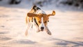 A Beagle dog running in a field in covered in snow. Royalty Free Stock Photo