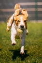 Beagle dog running on the lawn fast towards camera. Jumping and flying with the ball