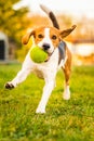 Beagle dog runs in garden towards the camera with green ball