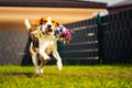 Beagle dog runs in garden towards the camera with rope toy. Sunny day dog fetching a toy. Royalty Free Stock Photo