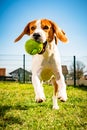 Beagle dog runs in garden towards the camera with rope toy. Sunny day dog fetching a toy.