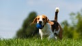 Beagle dog runs through green meadow towards camera Royalty Free Stock Photo