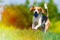 Beagle dog runs through green meadow towards camera. Light leak edit Royalty Free Stock Photo