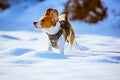 Beagle dog runs and plays on the winter snowy field Royalty Free Stock Photo