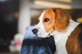 Beagle dog sad eyes big nose. Portrait Royalty Free Stock Photo