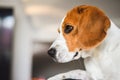 Beagle dog sad eyes big nose. Portrait Royalty Free Stock Photo