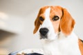 Beagle dog sad eyes big nose. Portrait Royalty Free Stock Photo