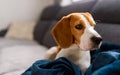 Beagle dog sad eyes big nose. Portrait, Copy space Royalty Free Stock Photo