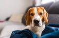 Beagle dog sad eyes big nose. Portrait, Copy space Royalty Free Stock Photo