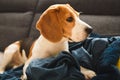 Beagle dog sad eyes big nose. Portrait, Copy space Royalty Free Stock Photo