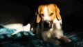 Beagle dog sad eyes big nose. Portrait, Copy space Royalty Free Stock Photo