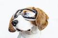 Beagle dog in safety glasses looking away