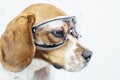 Beagle dog in safety glasses looking away