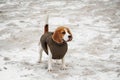 Beagle dog on the sand