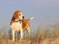 Beagle dog on the sand dunes at the beach