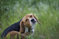 Beagle dog in the wiild flower field.