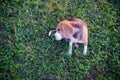 Beagle dog scratching body on green grass outdoor,top view ,selective focus