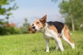 Beagle dog shaking Royalty Free Stock Photo