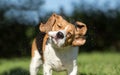 Beagle dog shaking Royalty Free Stock Photo