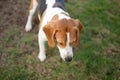 Beagle dog sit on green grass Royalty Free Stock Photo