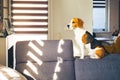 Beagle dog sit on the top of soffa in bright room