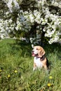 A beagle dog sits on the grass with dandelions in a sunny clearing under a blooming apple tree Royalty Free Stock Photo